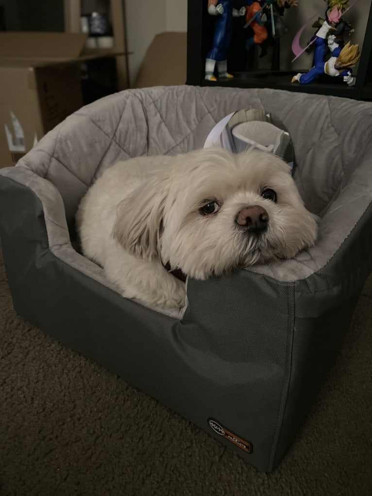 Ollie, a Lhasa Apso tested with EmbarkVet.com