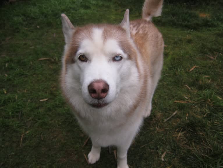 Leo, a Siberian Husky tested with EmbarkVet.com