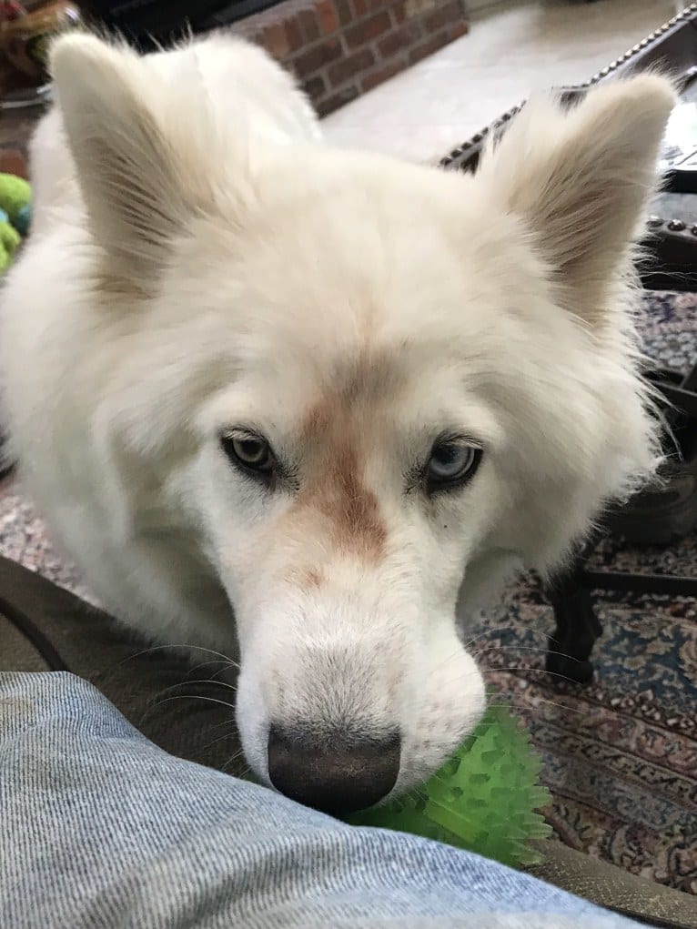 Ban, a Siberian Husky and German Shepherd Dog mix tested with EmbarkVet.com