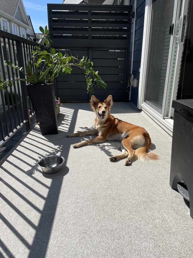 Cooper, a South Asian Village Dog tested with EmbarkVet.com