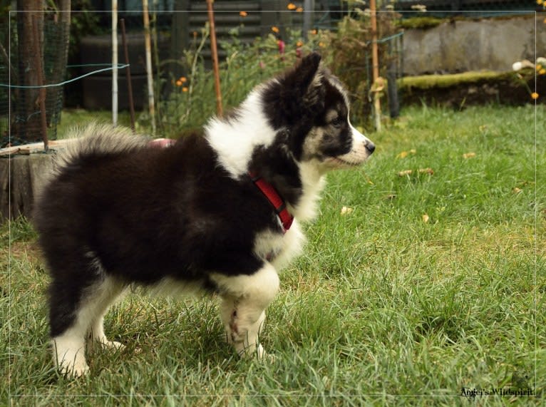 Olwyn, a Yakutian Laika tested with EmbarkVet.com