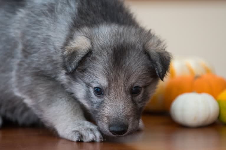 Photo of Ciri, a Siberian Husky, Karelian Bear Dog, Alaskan Malamute, Irish Wolfhound, German Shepherd Dog, and Saarloos Wolfdog mix