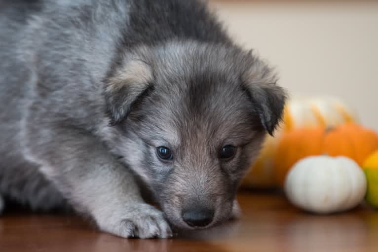 Ciri, a Siberian Husky and Karelian Bear Dog mix tested with EmbarkVet.com