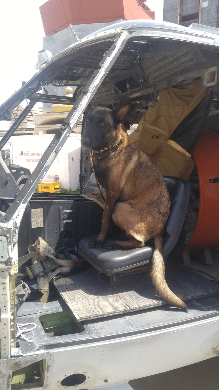 Maverick, a Belgian Shepherd tested with EmbarkVet.com