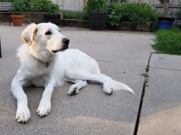 Sebastian, a Great Pyrenees and Great Dane mix tested with EmbarkVet.com