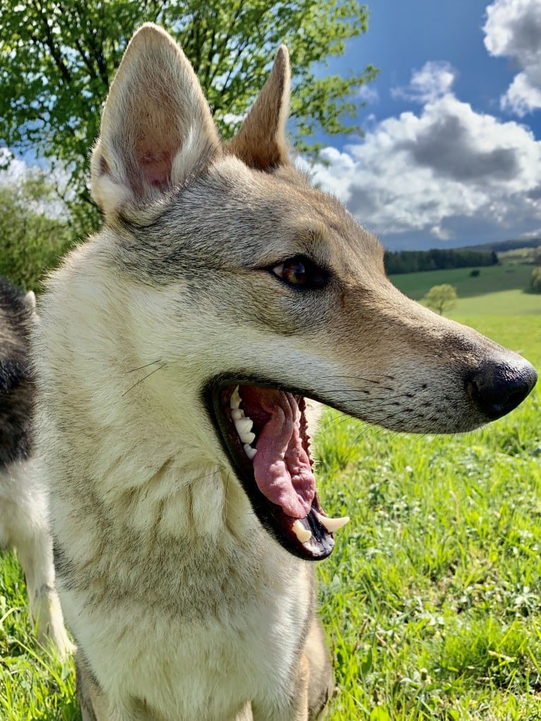 Caya, a Czechoslovakian Vlcak tested with EmbarkVet.com