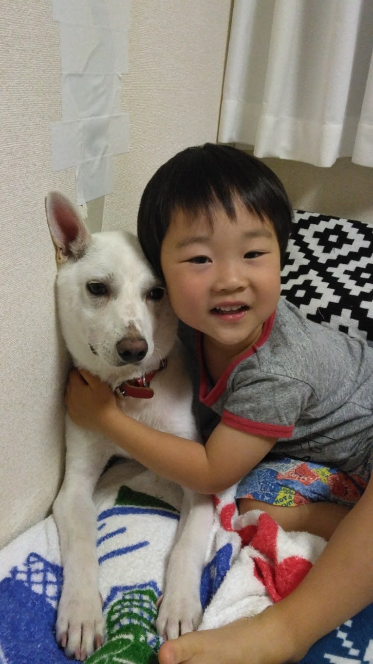 トト, a Shiba Inu and American Eskimo Dog mix tested with EmbarkVet.com