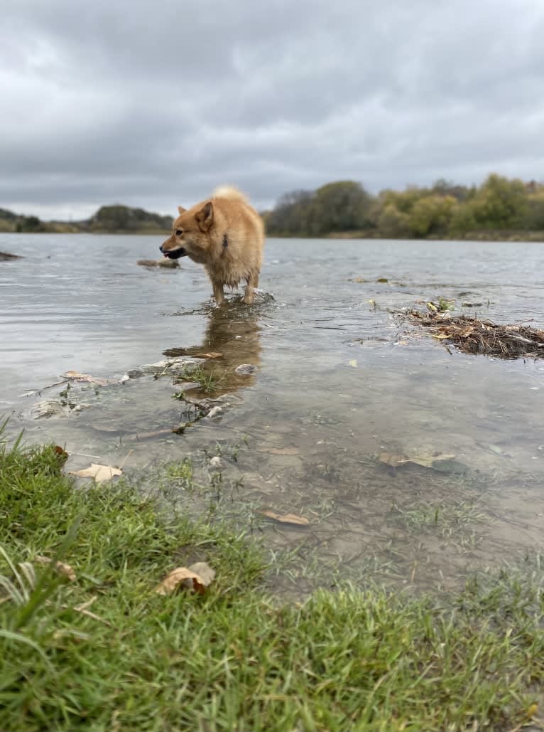 Orlando, a Finnish Spitz tested with EmbarkVet.com