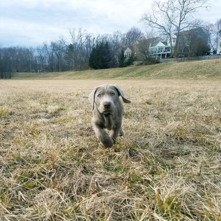 Oban, a Labrador Retriever tested with EmbarkVet.com