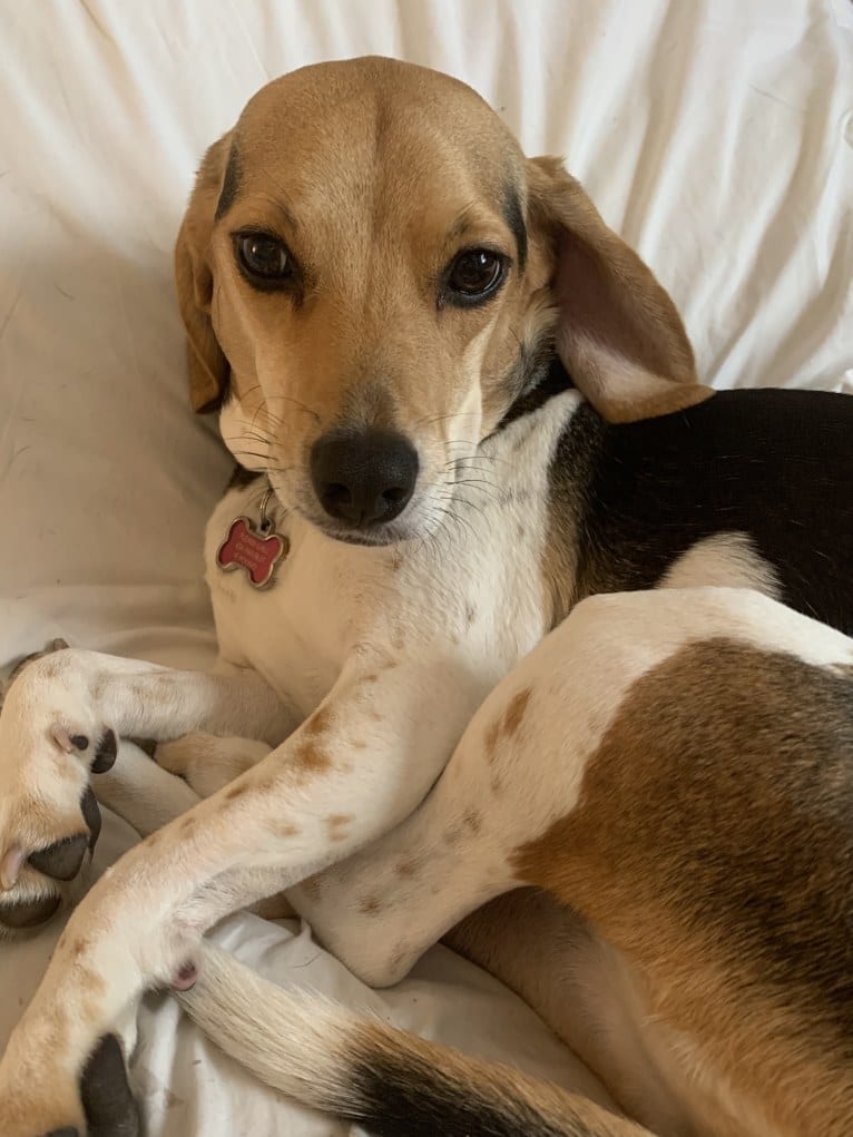 Rosie, a Beagle and Golden Retriever mix tested with EmbarkVet.com