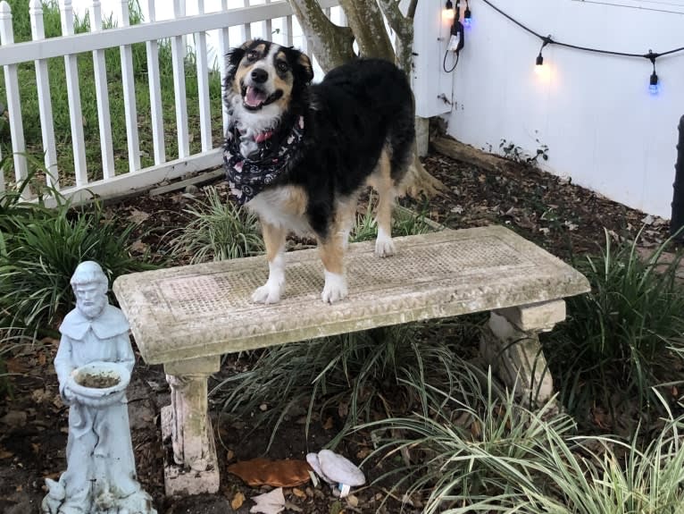 Jasper, an English Shepherd tested with EmbarkVet.com