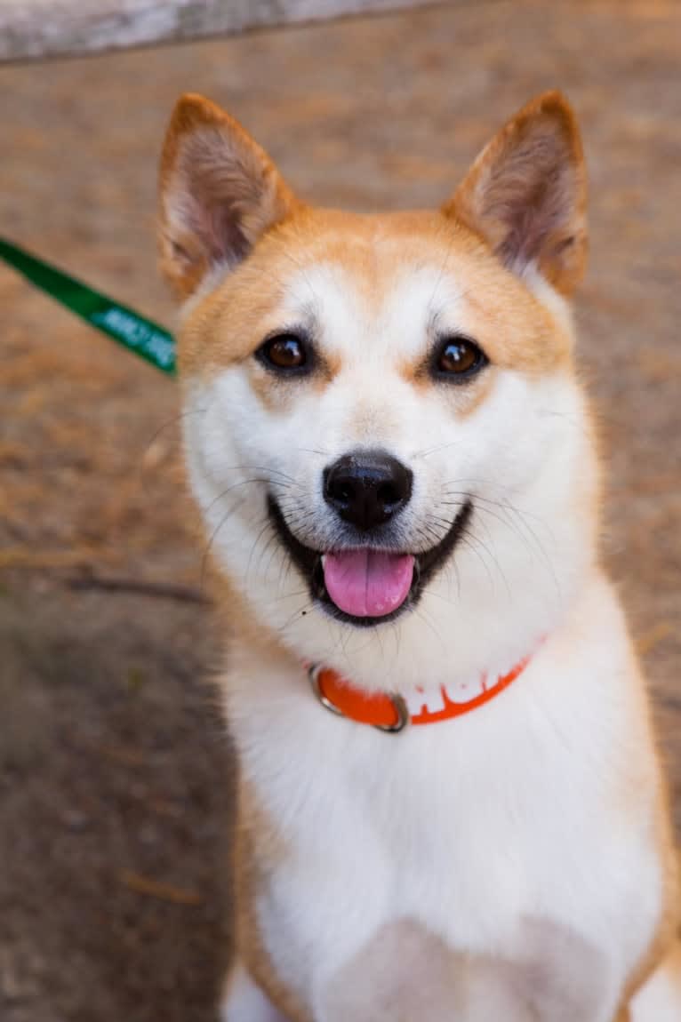 Sumi, a Japanese or Korean Village Dog and Akita Inu mix tested with EmbarkVet.com