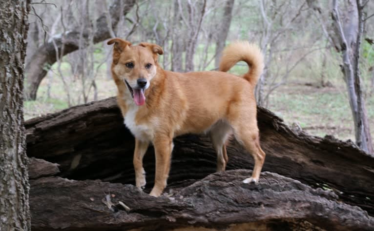 Gatsby, an Australian Shepherd and Chow Chow mix tested with EmbarkVet.com