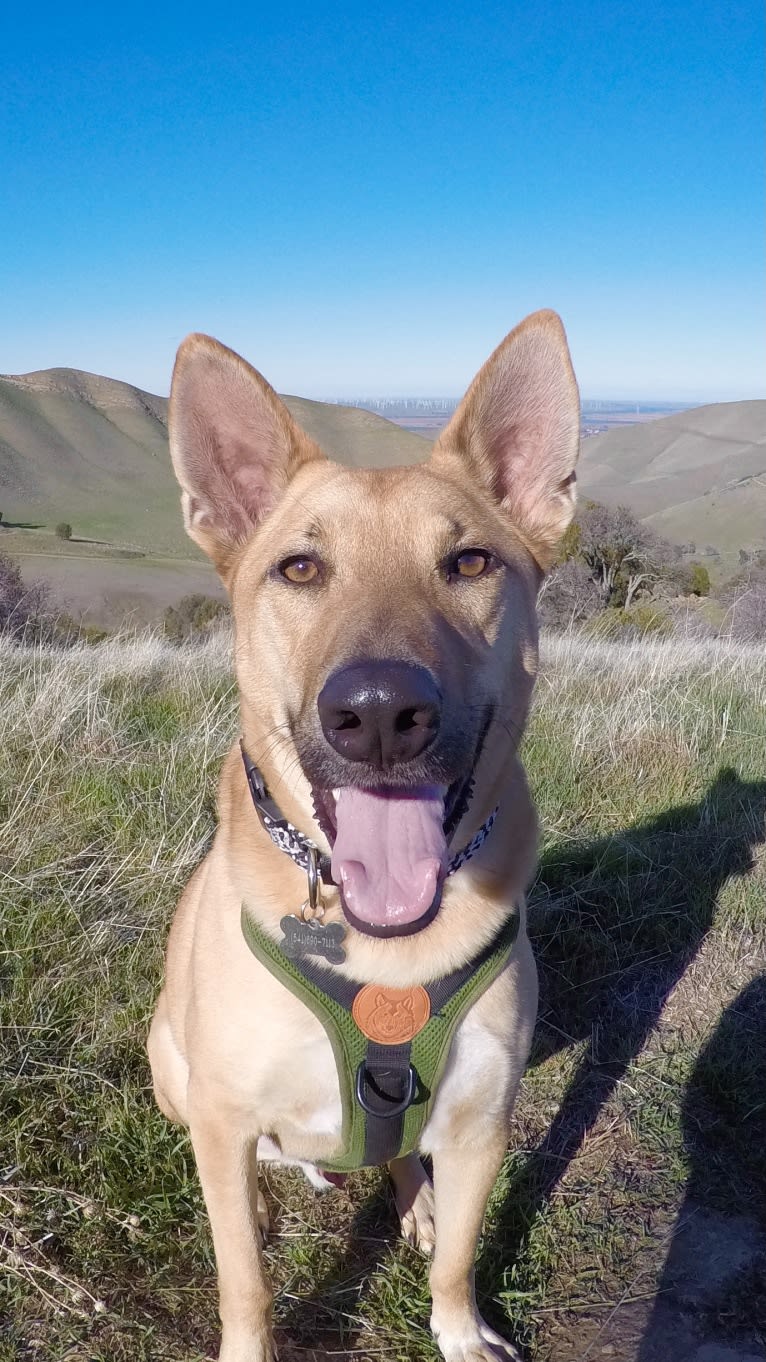 Braum, a German Shepherd Dog and Chow Chow mix tested with EmbarkVet.com