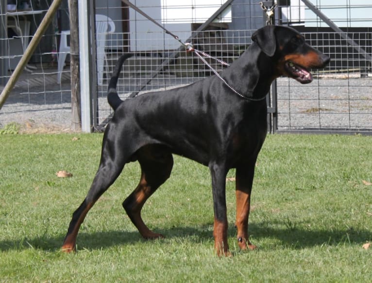 Roreck, a Doberman Pinscher tested with EmbarkVet.com