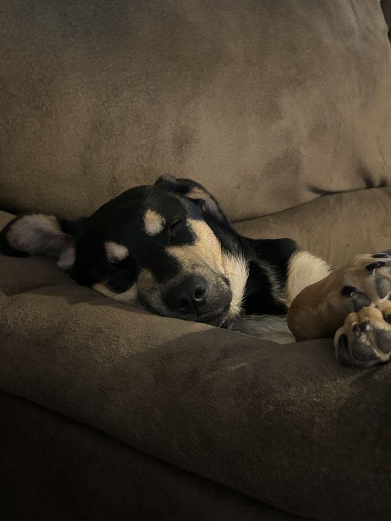 Kai, an Australian Cattle Dog and American Pit Bull Terrier mix tested with EmbarkVet.com
