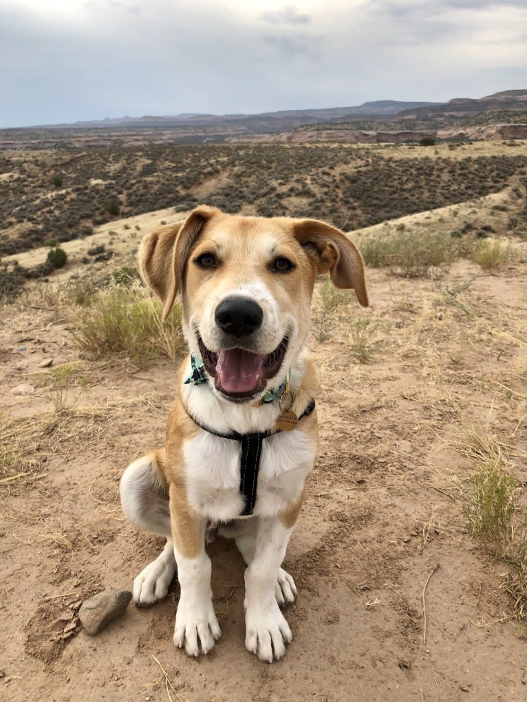 Bear, a Great Pyrenees and Australian Cattle Dog mix tested with EmbarkVet.com