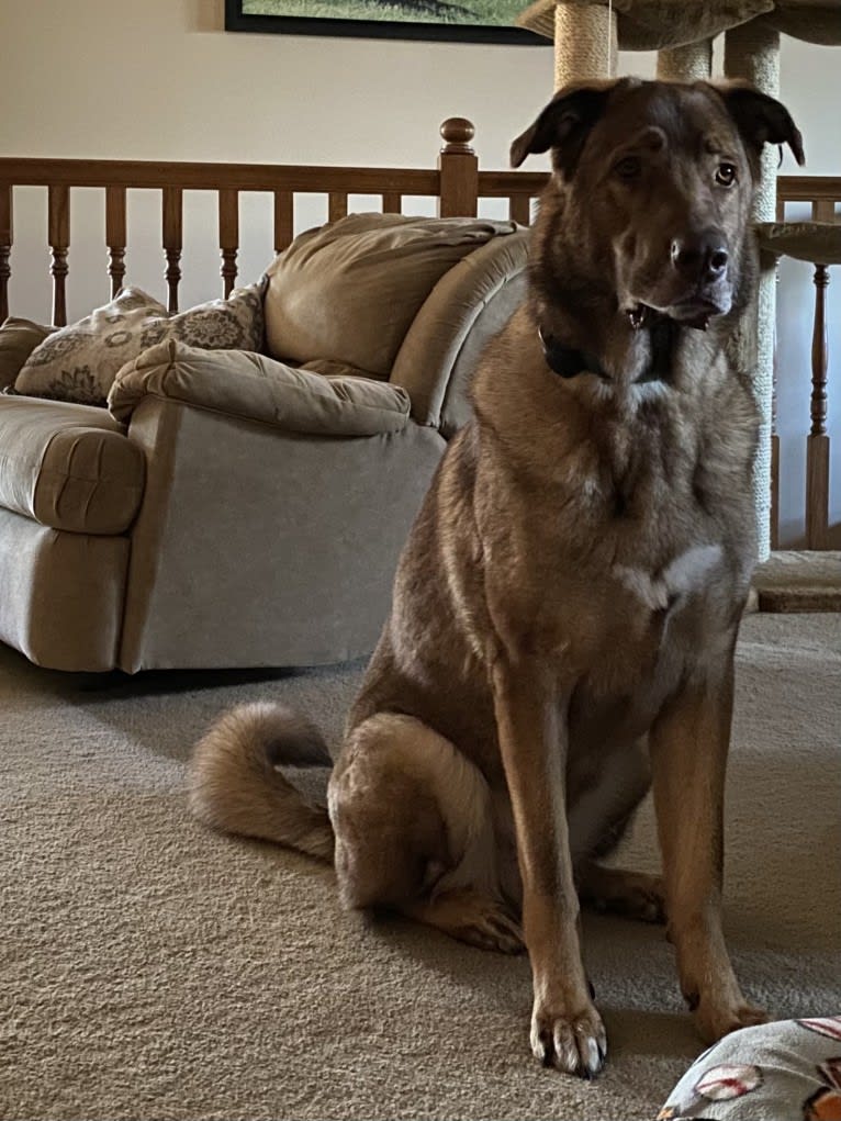 Ceasar, a German Shepherd Dog and Anatolian Shepherd Dog mix tested with EmbarkVet.com