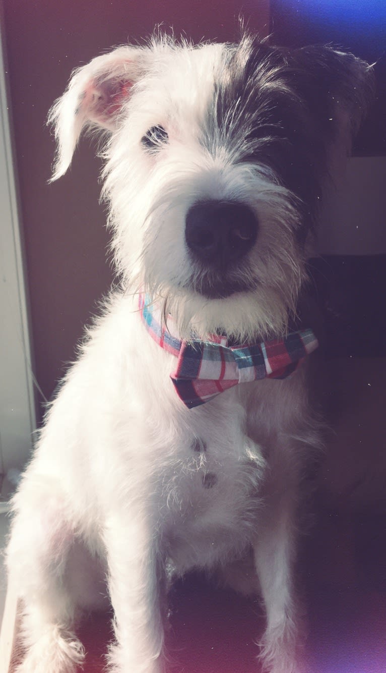 Ratchet, a Miniature Schnauzer and American Pit Bull Terrier mix tested with EmbarkVet.com