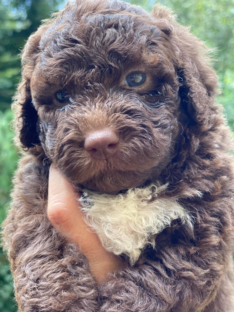 Lucille Ball, a Lagotto Romagnolo tested with EmbarkVet.com