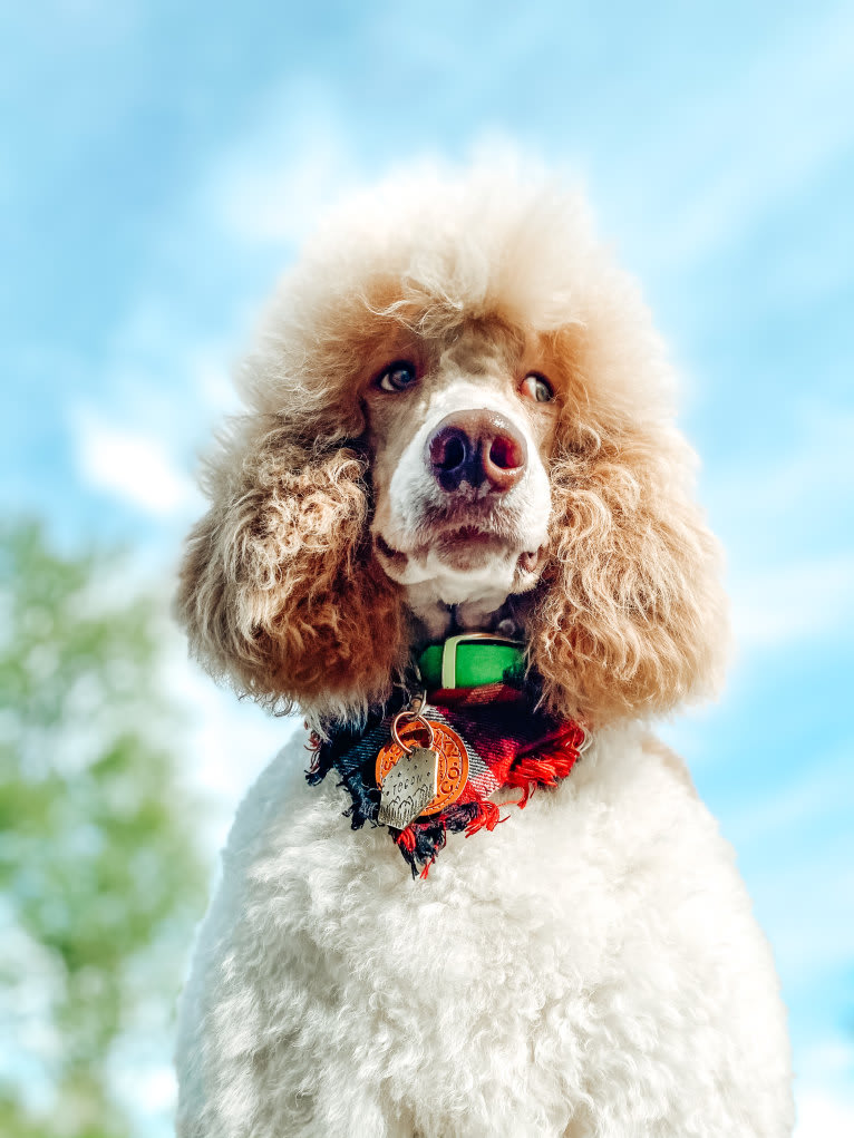 Togan, a Poodle (Standard) tested with EmbarkVet.com