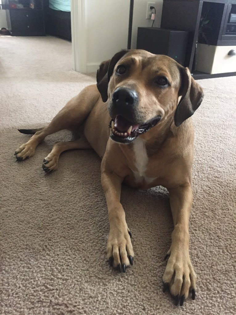 Athena, an American Pit Bull Terrier and Weimaraner mix tested with EmbarkVet.com