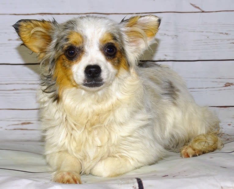 Chalupa, a Chihuahua tested with EmbarkVet.com