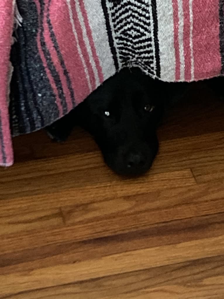 Saint, a Labrador Retriever and German Shepherd Dog mix tested with EmbarkVet.com
