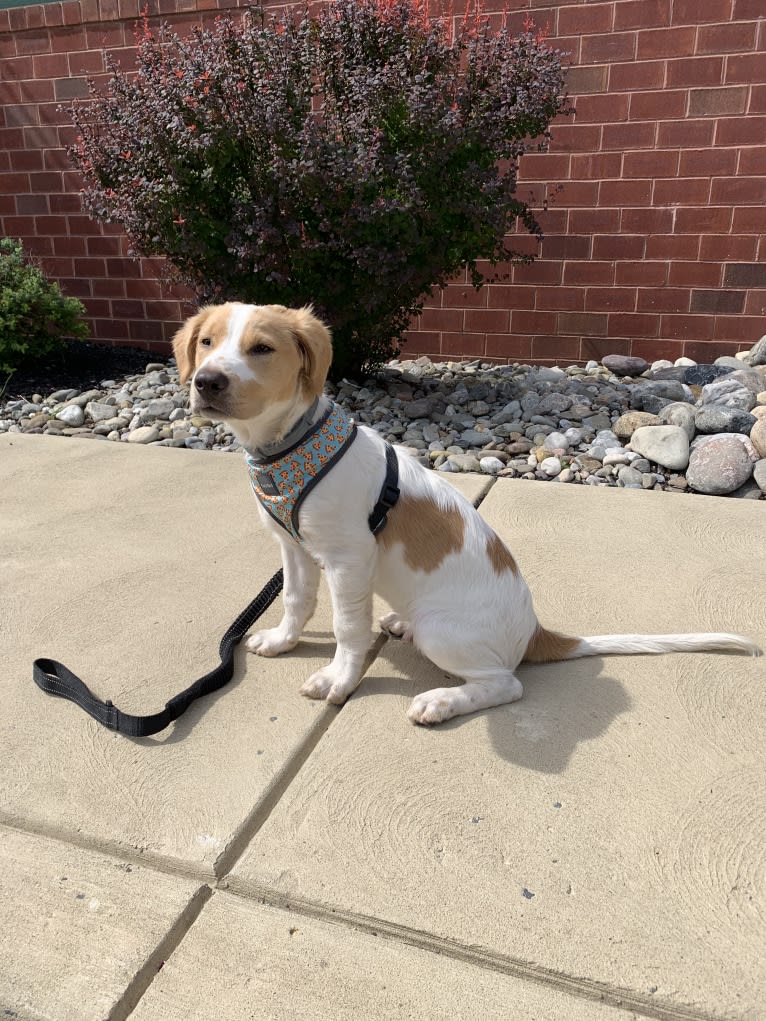 Fluke, a Labrador Retriever and American Pit Bull Terrier mix tested with EmbarkVet.com