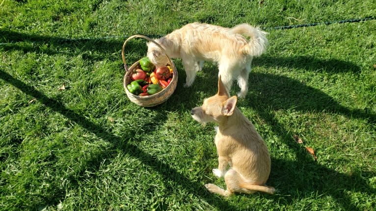Walt, a Miniature Pinscher and Yorkshire Terrier mix tested with EmbarkVet.com