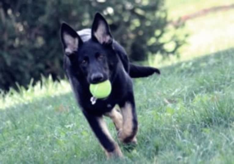 Jasmine, a German Shepherd Dog tested with EmbarkVet.com