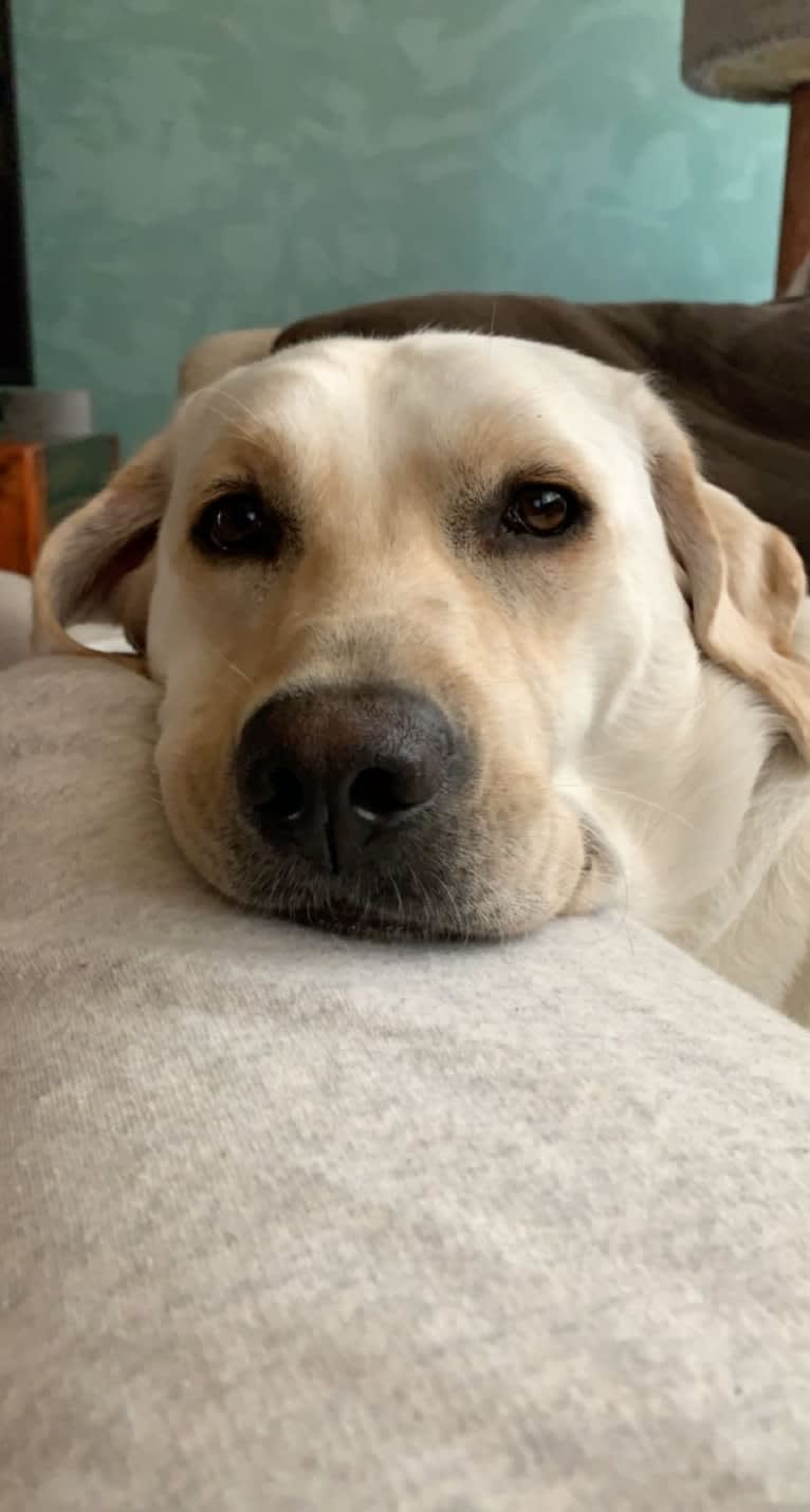 Pongo, a Labrador Retriever tested with EmbarkVet.com