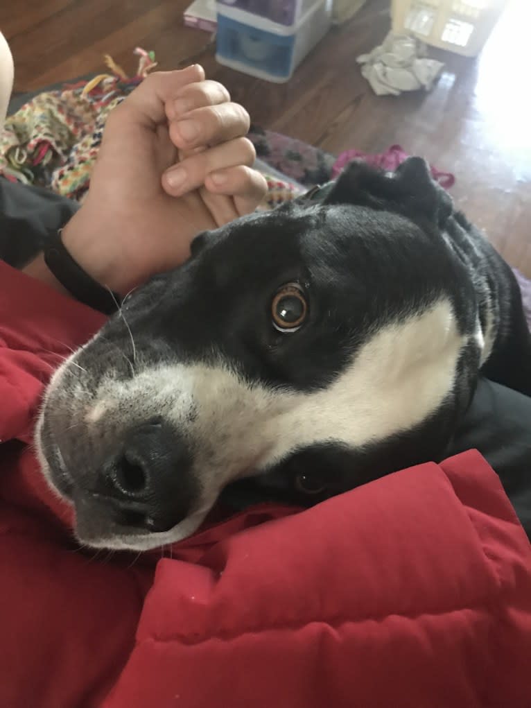 Frankie, an American Bulldog and American Pit Bull Terrier mix tested with EmbarkVet.com