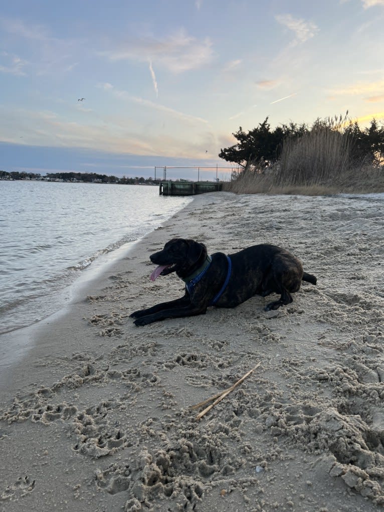 Maverick, a Mountain Cur tested with EmbarkVet.com