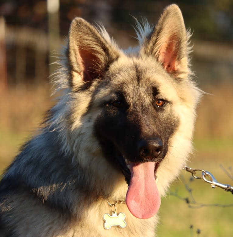 Yuno, a German Shepherd Dog tested with EmbarkVet.com