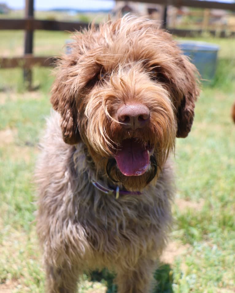 Oakley, a Wirehaired Pointing Griffon tested with EmbarkVet.com