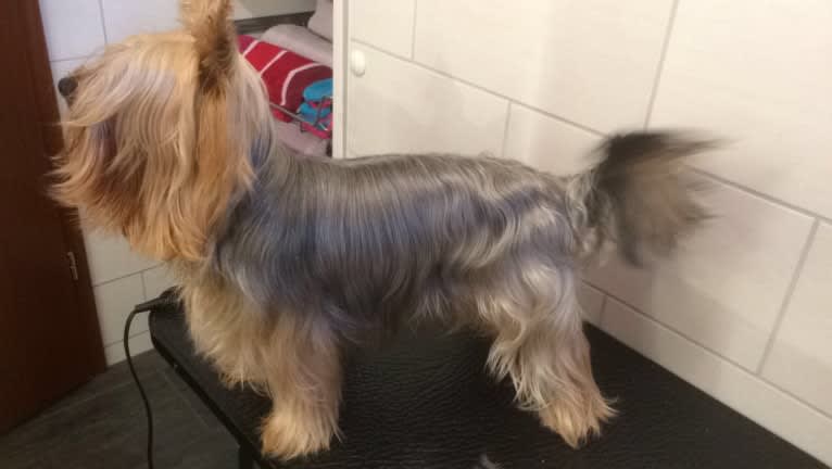 Bangsi, a Silky Terrier tested with EmbarkVet.com