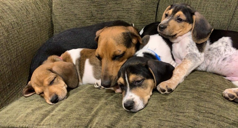 Bandit, a Treeing Walker Coonhound and Beagle mix tested with EmbarkVet.com