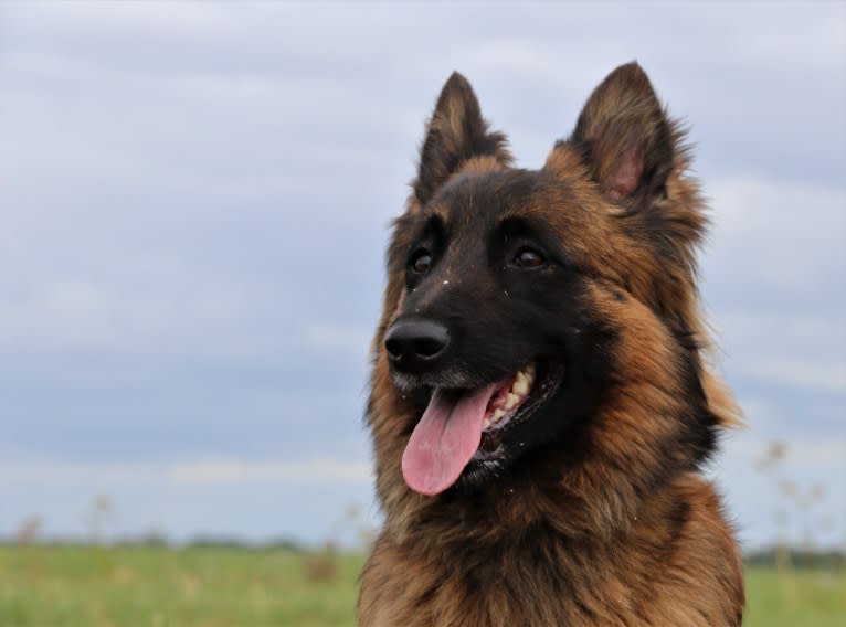 Ocean van de Zilveren Loop, a Belgian Shepherd tested with EmbarkVet.com