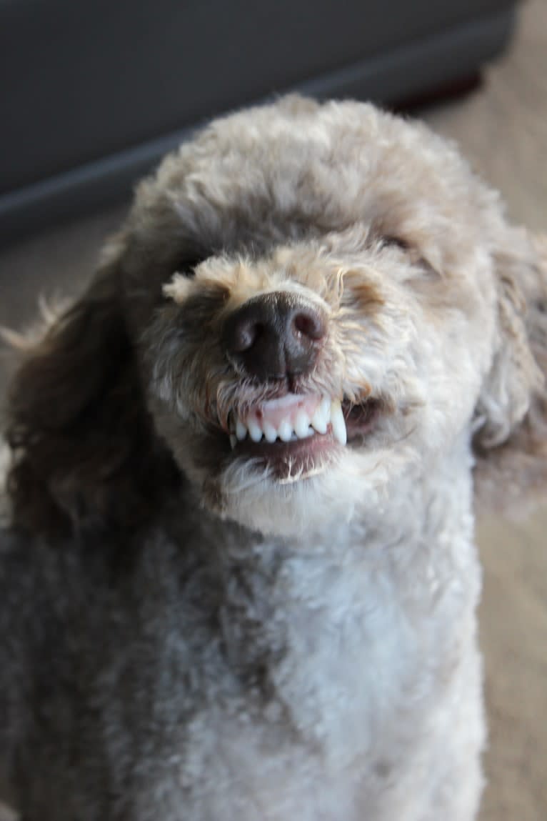 Seven, an Aussiedoodle tested with EmbarkVet.com