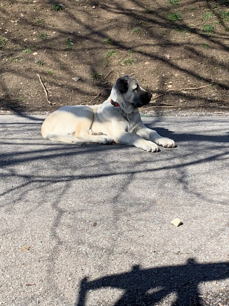 Wolf House Kimba, an Anatolian Shepherd Dog tested with EmbarkVet.com