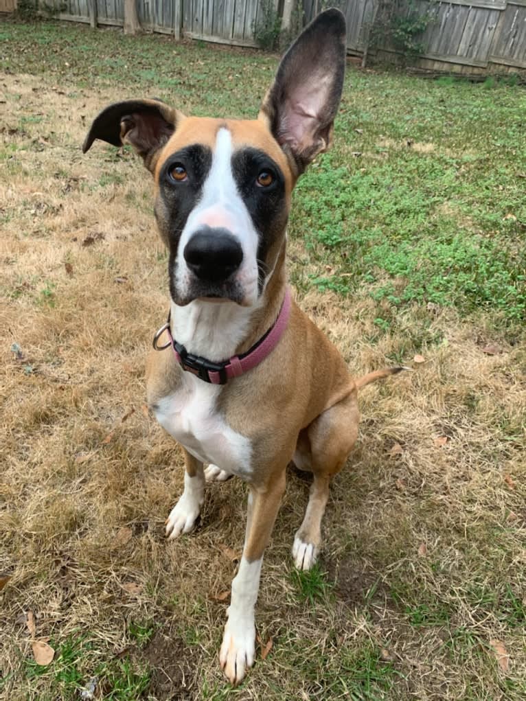 Rizzo, a Great Dane and German Shepherd Dog mix tested with EmbarkVet.com