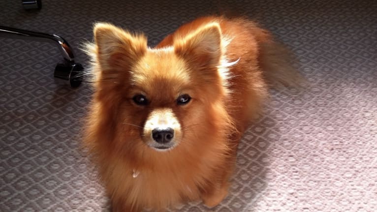 Riley, a Pomeranian tested with EmbarkVet.com