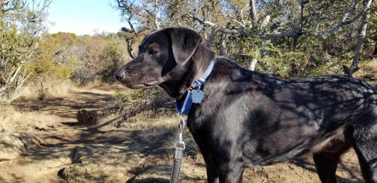 Cogsworth, a Formosan Mountain Dog tested with EmbarkVet.com