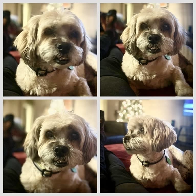 Charles, a Lhasa Apso (9.6% unresolved) tested with EmbarkVet.com