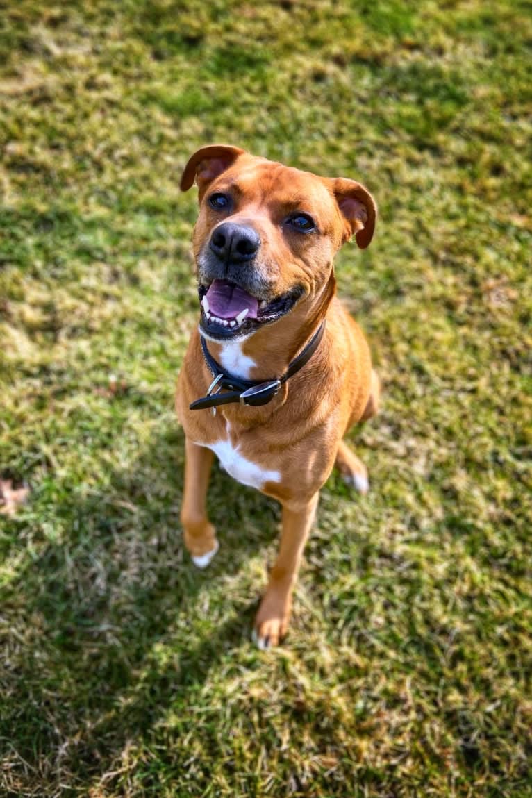 Xavi (Chavi), a Boxer and Siberian Husky mix tested with EmbarkVet.com