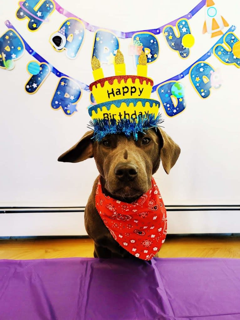 Jaxon, an American Pit Bull Terrier and Chow Chow mix tested with EmbarkVet.com