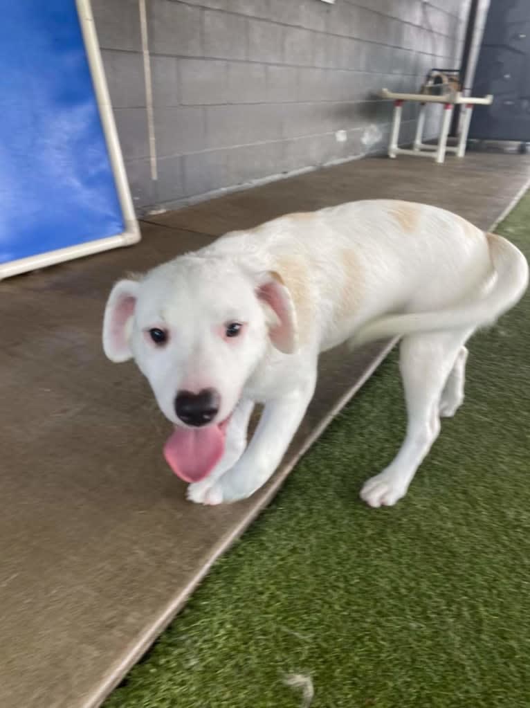 Thor, an American Pit Bull Terrier and Australian Shepherd mix tested with EmbarkVet.com