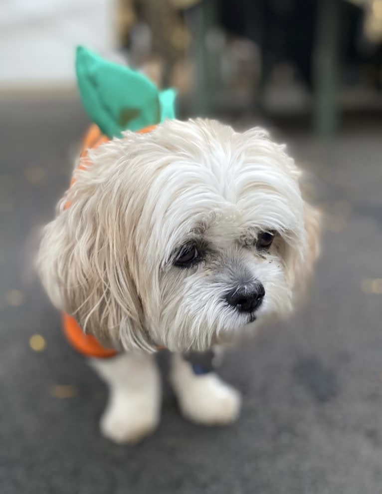 Leo, a Shih Tzu tested with EmbarkVet.com