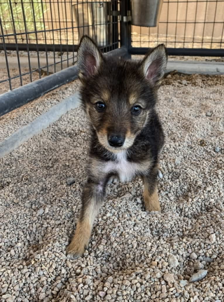 Cilantro, a Border Collie and Coyote mix tested with EmbarkVet.com